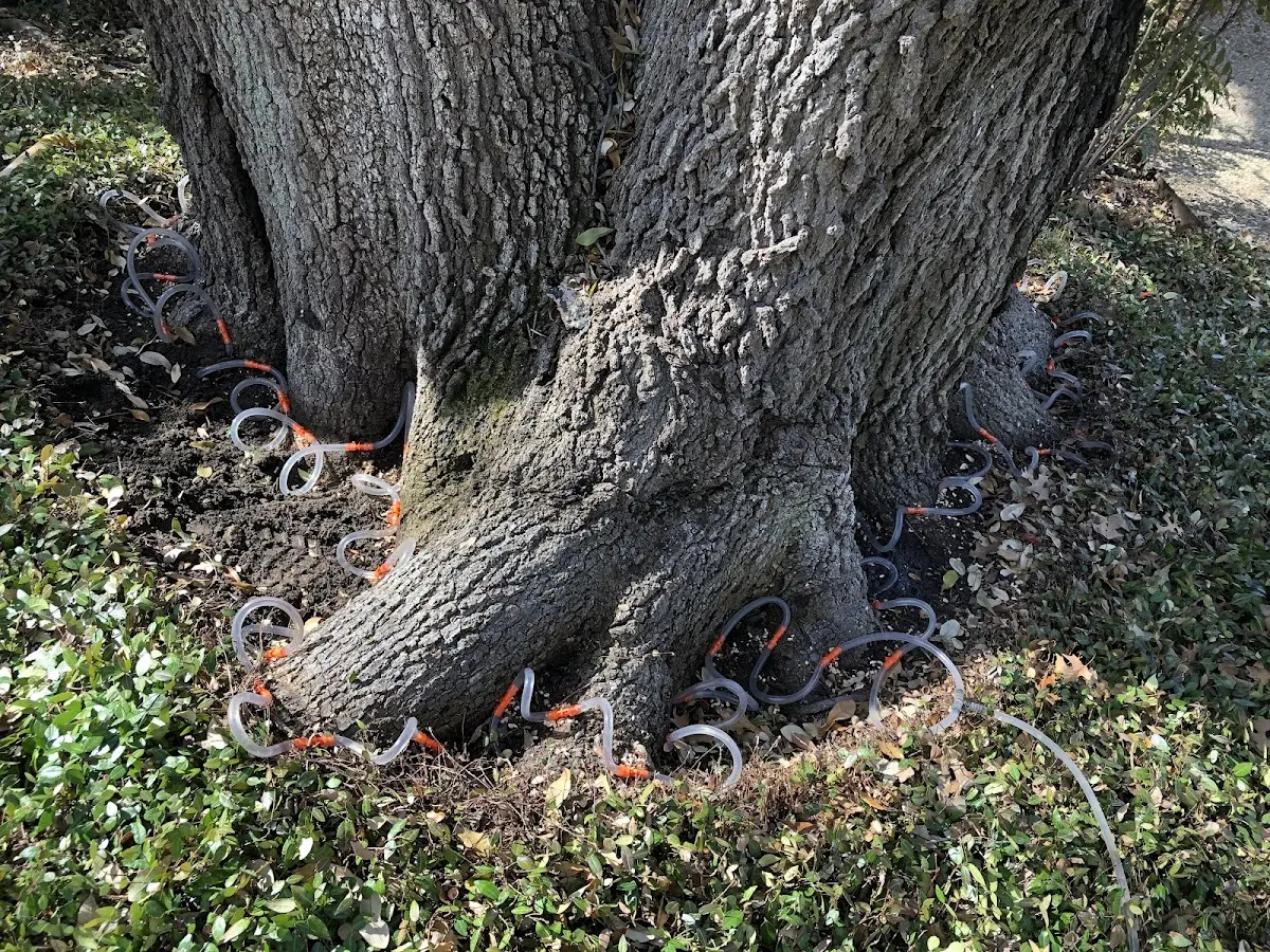Detailed Tree Cabling and Bracing job site in Old Westbury