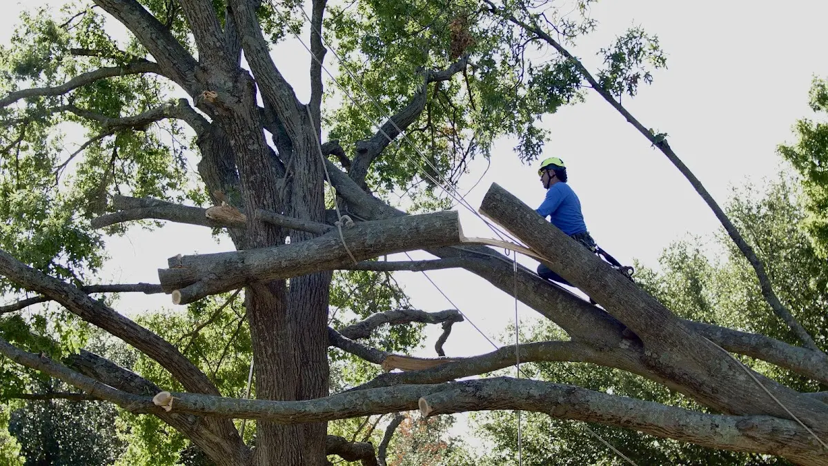 Professional Crown Thinning performed by certified arborists in Old Westbury