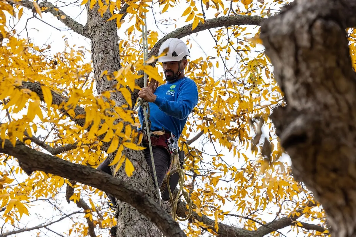 Skilled Tree Pruning crew working in Old Westbury